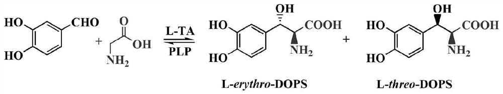 L-threonine aldolase mutant R318M and application thereof