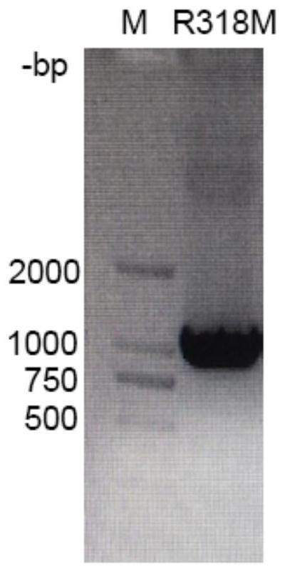 L-threonine aldolase mutant R318M and application thereof