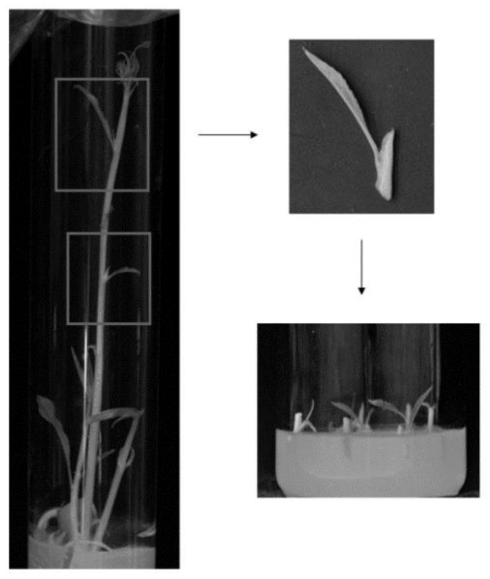 Tissue culture propagation method for stem segments with axillary buds of various cultivated peaches