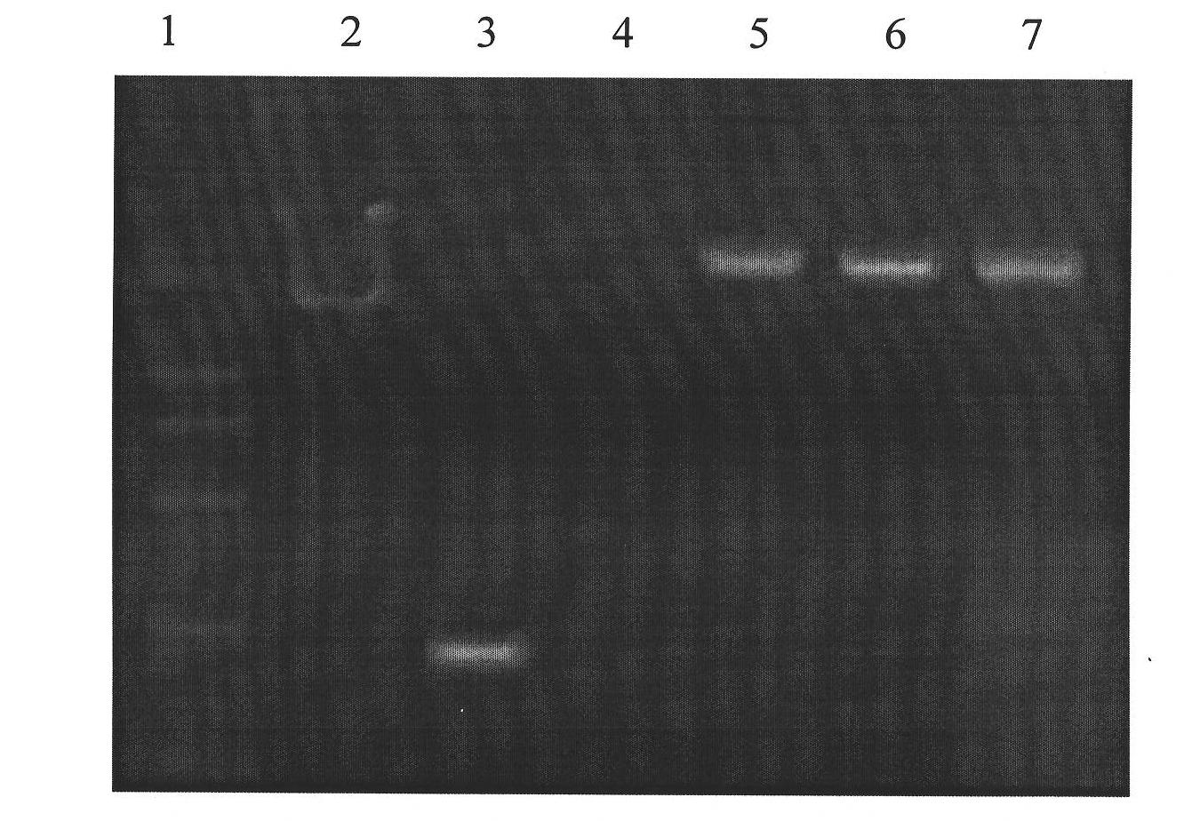Mink growth hormone releasing hormone cDNA and application thereof