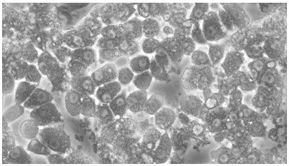 Isolated culture method of primary hepatocytes of chick embryos