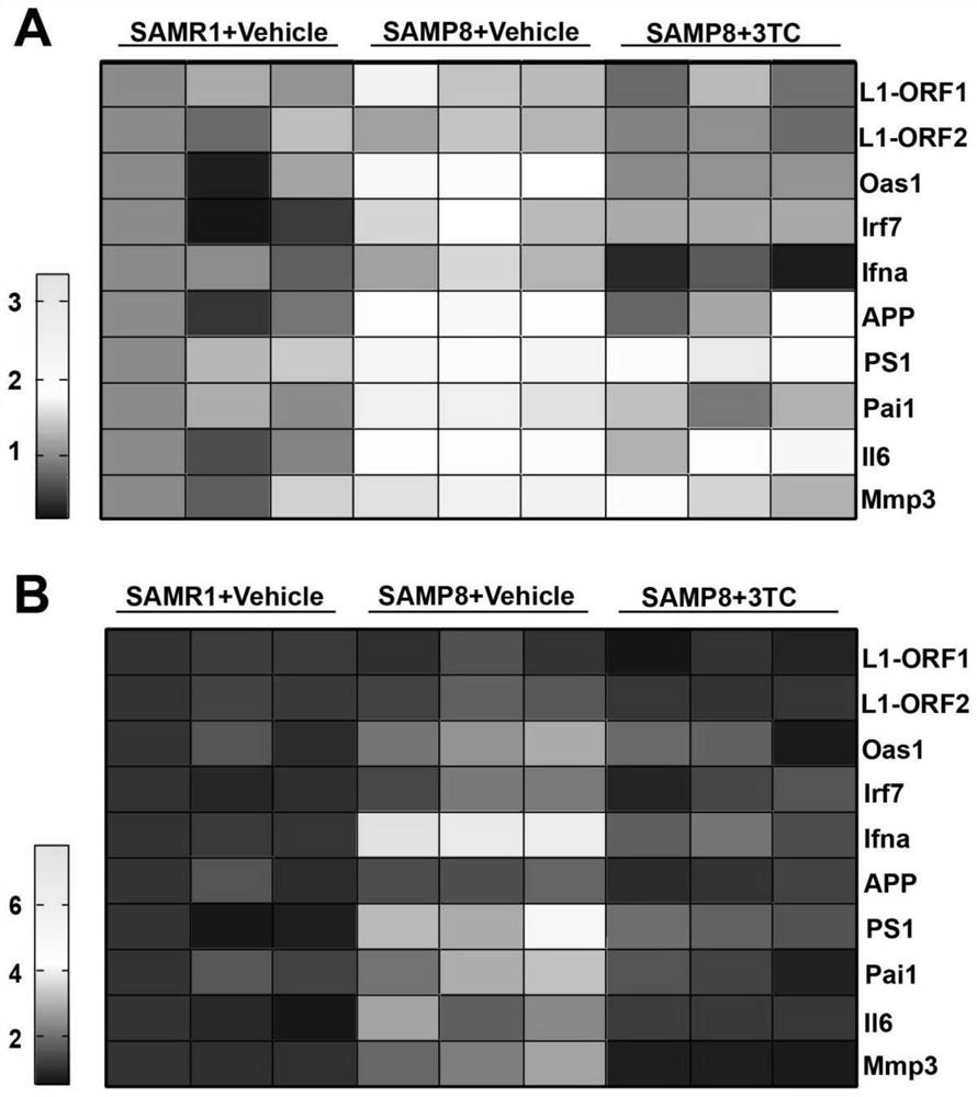 Application of lamivudine in preparation of medicine for treating Alzheimer's disease