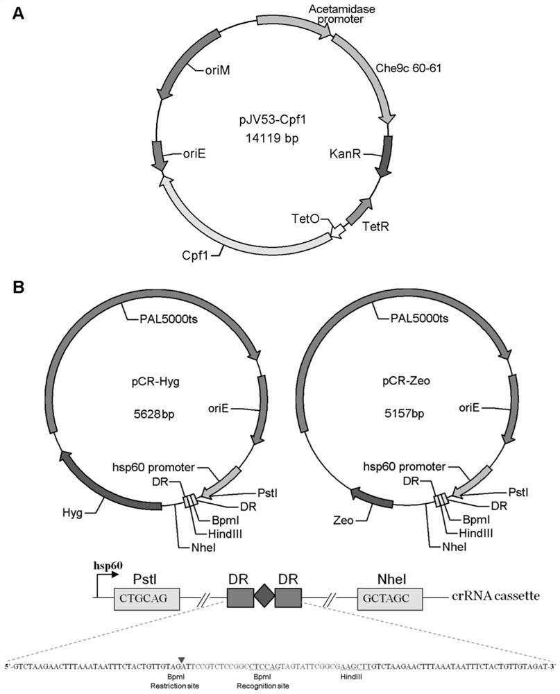 A CRISPR/CPF1 gene editing system and its application in mycobacteria