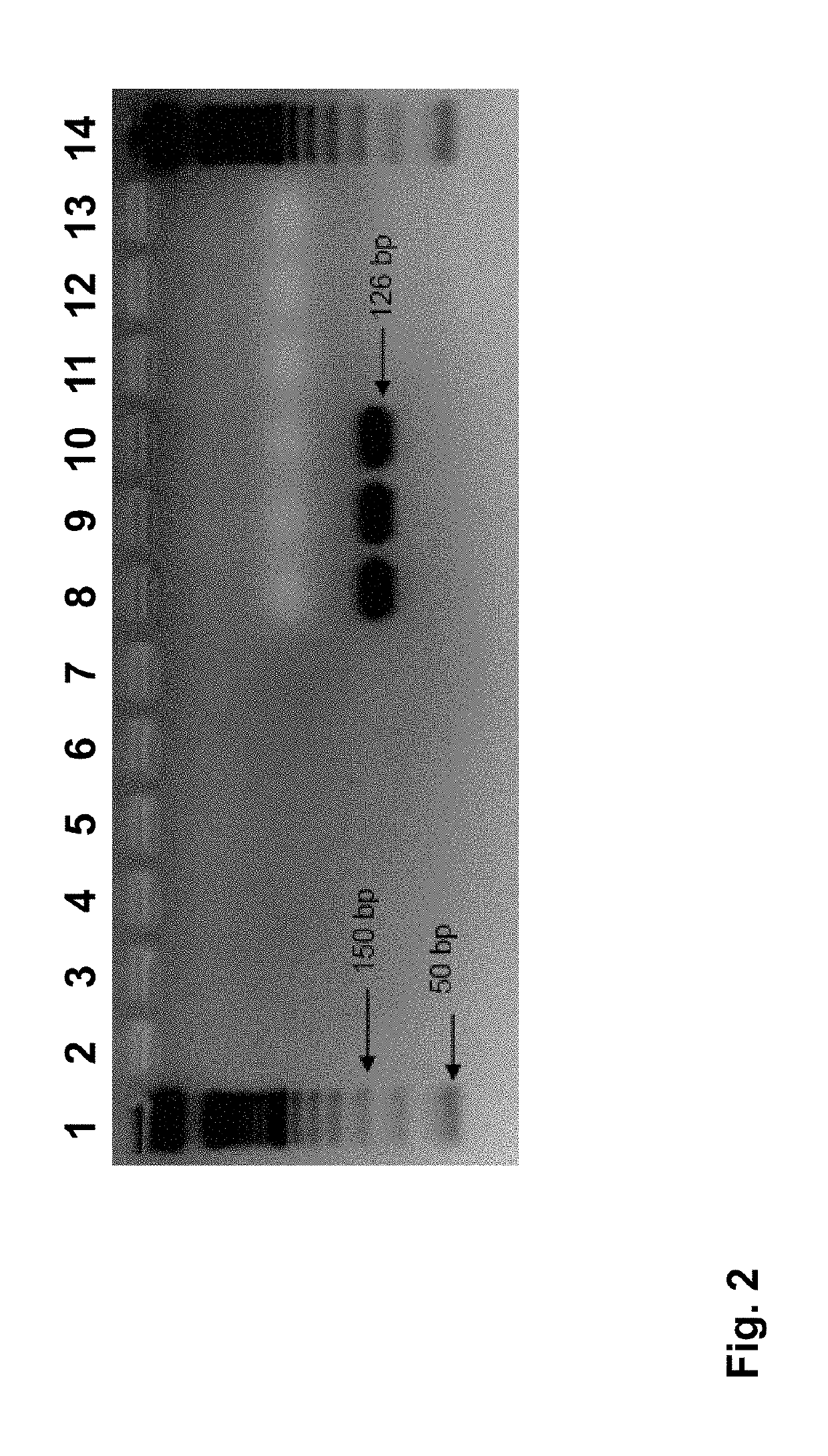 Elite event ee-gh7 and methods and kits for identifying such event in biological samples