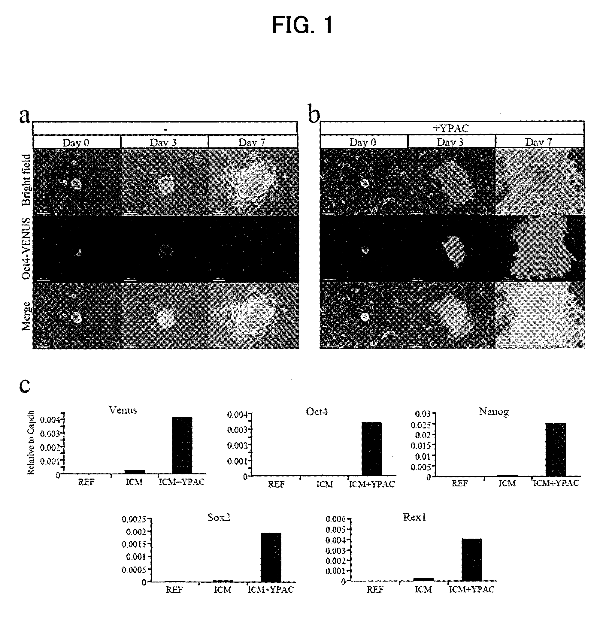 Method for constructing chimeric rat using rat embryonic stem cells