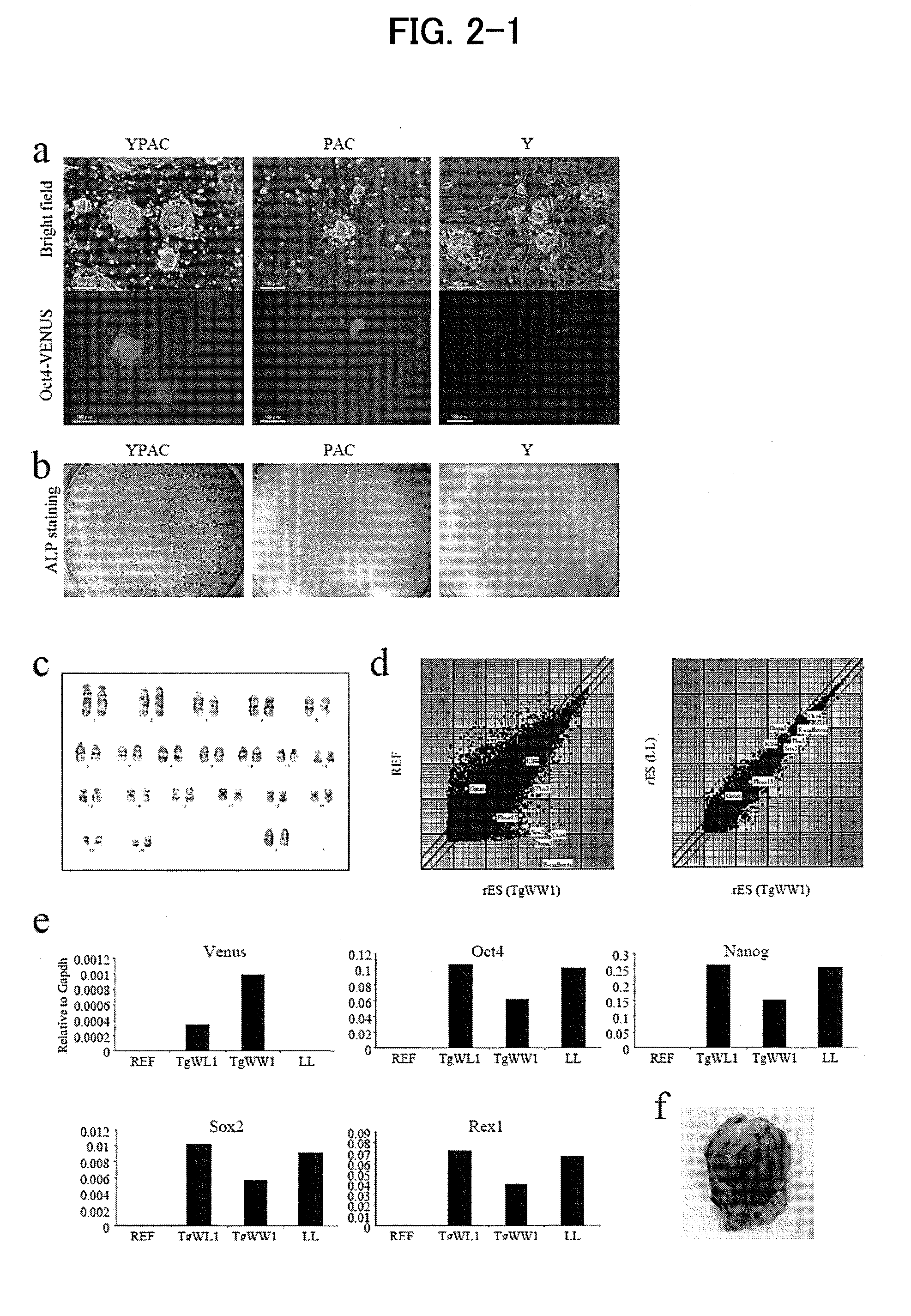 Method for constructing chimeric rat using rat embryonic stem cells