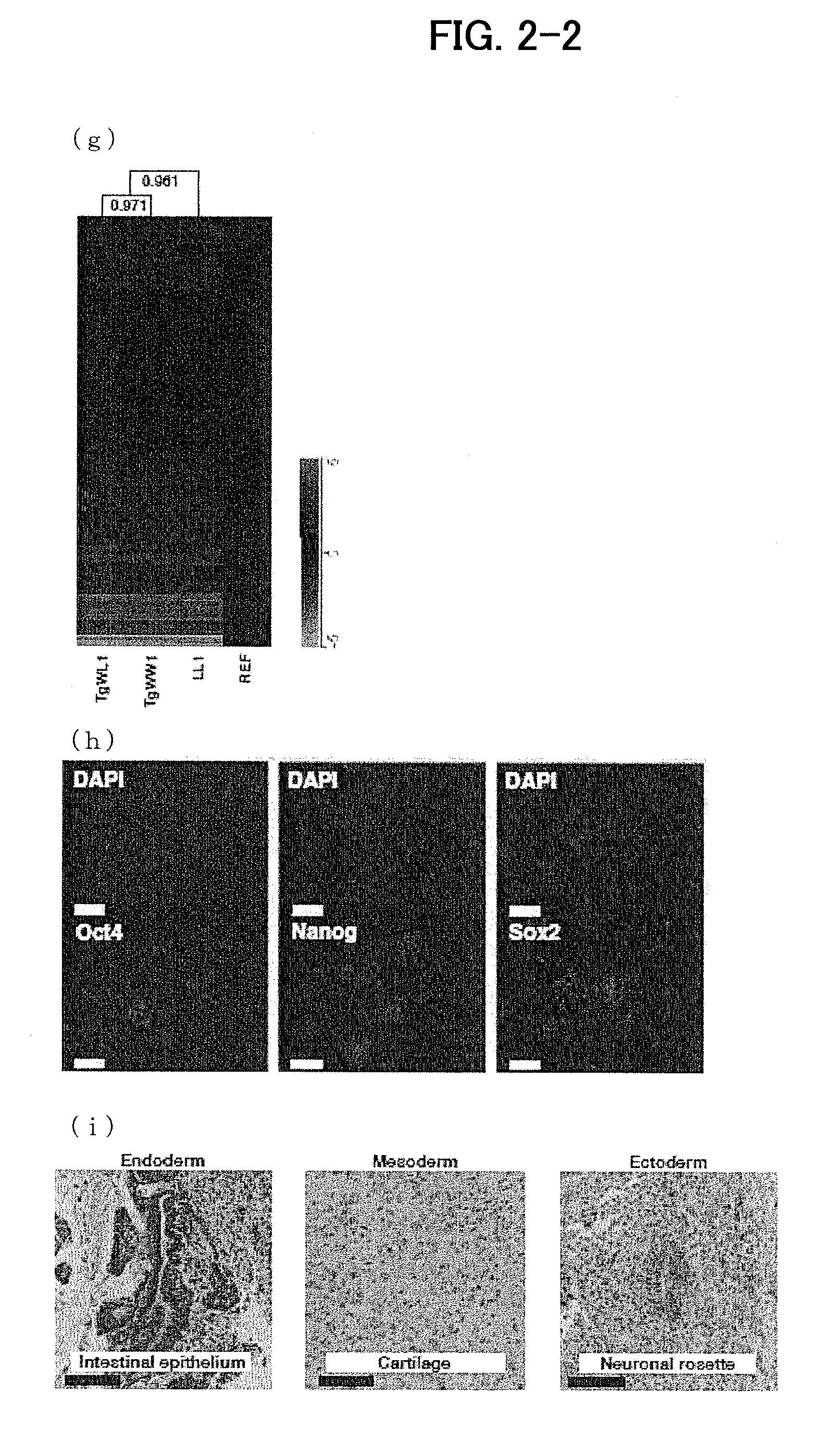 Method for constructing chimeric rat using rat embryonic stem cells