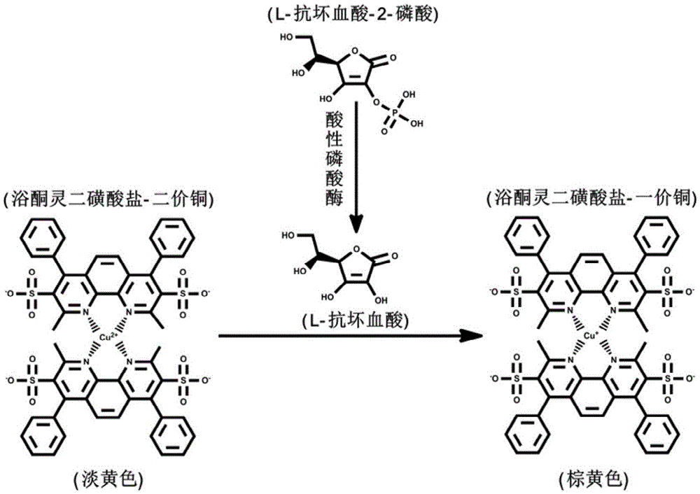 Measurement method of acid phosphatase activity