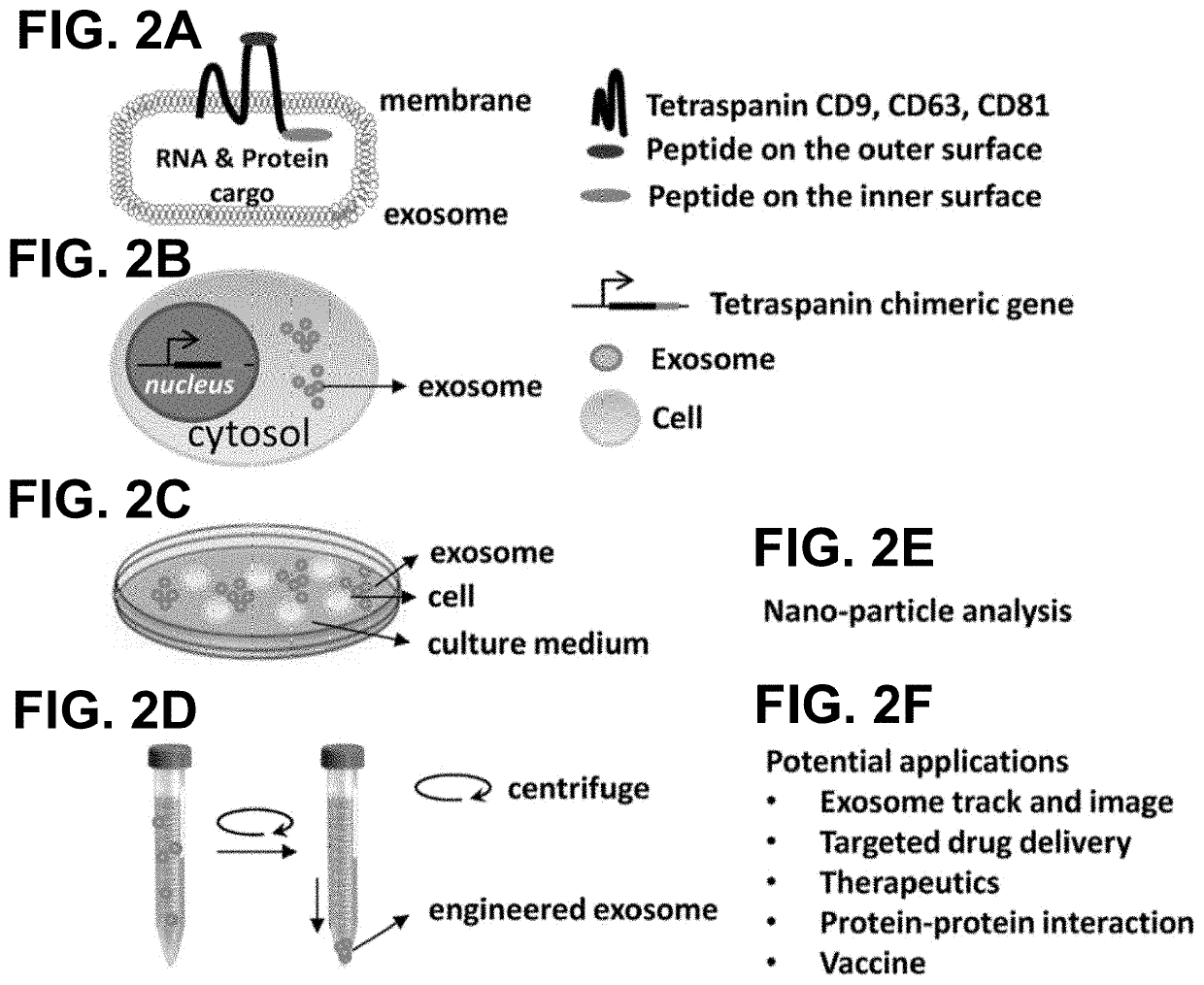 Engineered exosomes for the delivery of bioactive cargo using transmembrane tetraspanins
