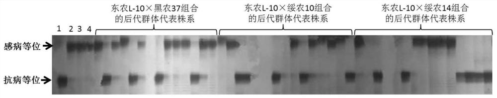 A screening method, molecular marker, primer and application of a molecular marker linked to a soybean cyst nematode resistance locus