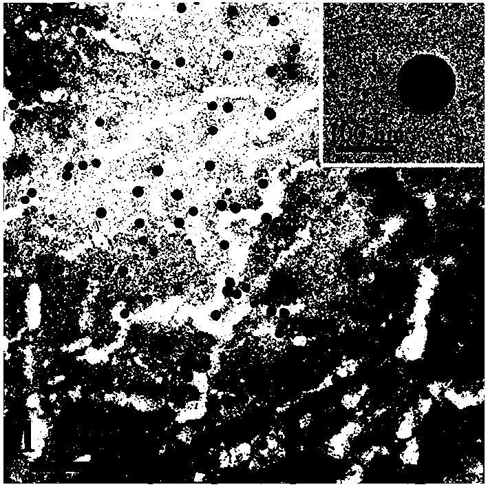 Application of poly(p-phenylenevinylene)conjugated polymer fluorescent nanomaterials in latent fingerprint visualization