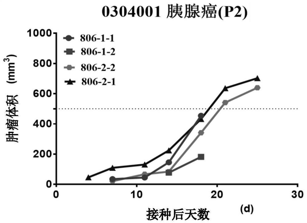 Construction method of double patient-derived tumor xenograft model