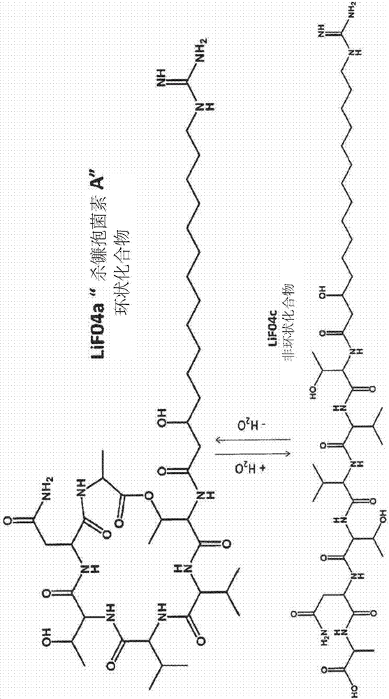 A novel paenibacillus strain, antifungal compounds, and methods for their use