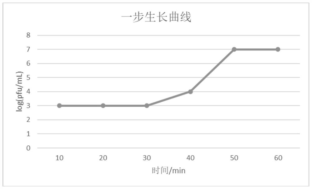 A highly lytic Pseudomonas aeruginosa phage rdp-pa-20001 and its application