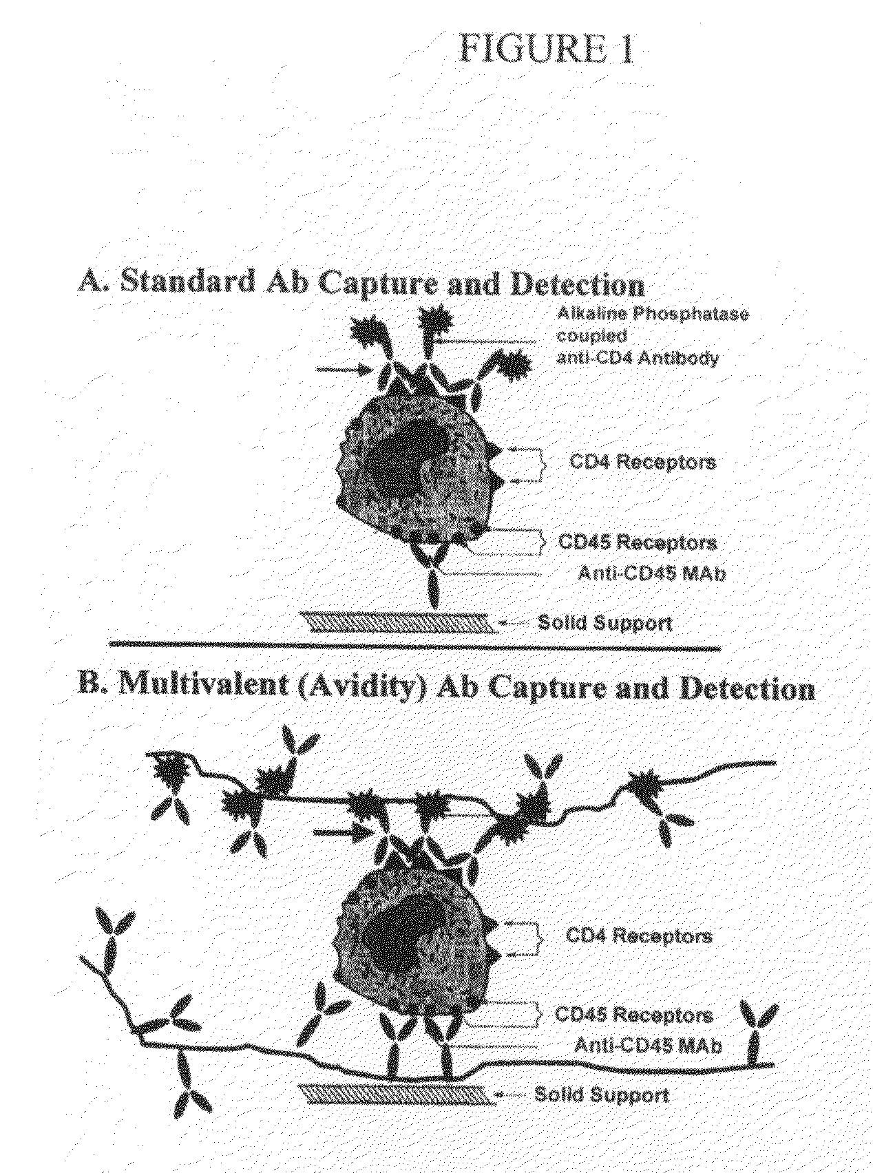 Methods and compositions for multivalent binding and methods for manufacture of rapid diagnostic tests