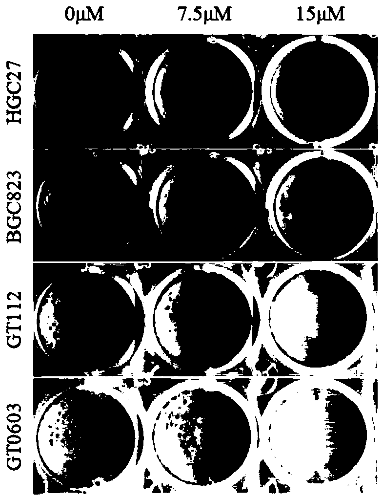 Novel cancer stem cell killing agent for gastric cancer and application thereof