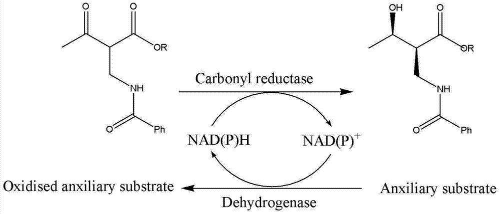 Microorganism catalysis prepared (2S,3R)-2-benzoyl aminomethyl-3-hydroxybutyric acid ester and bacterial strain