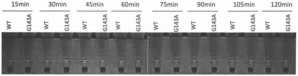 Method for fast detecting botryis cinerea's resistance to QoI type bactericides and primer composition