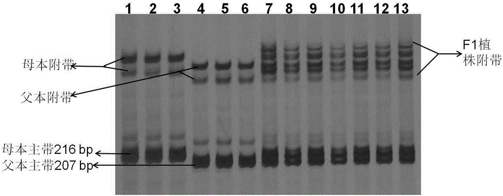 Nucleotide primer composition for quickly identifying purity of 'Yalv No.6' hybrid seeds of luffa acutangula roxb and detection method