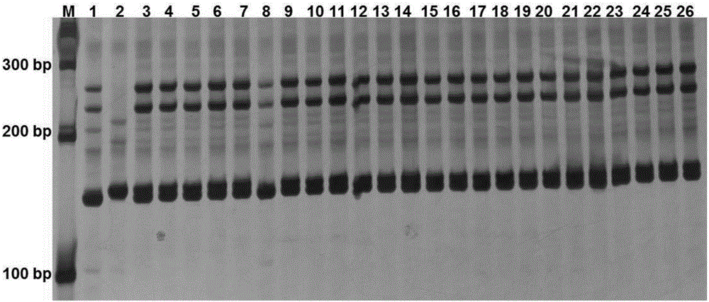 Nucleotide primer composition for quickly identifying purity of 'Yalv No.6' hybrid seeds of luffa acutangula roxb and detection method