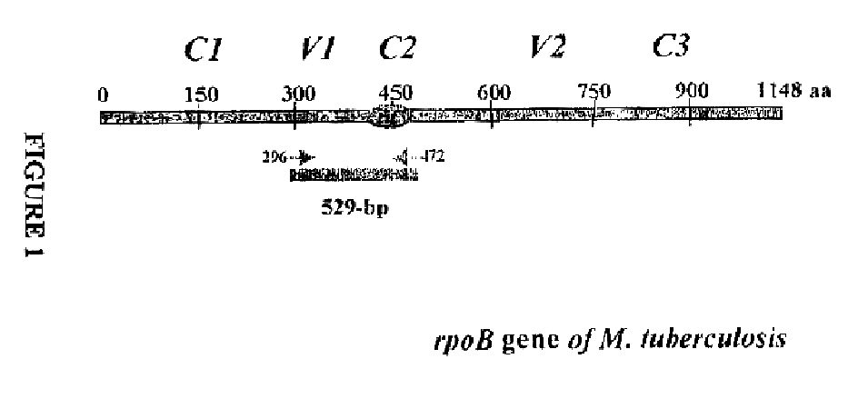 Method for identifying mycobacterium tuberculosis and mycobacteria other than tuberculosis, together with detecting resistance to an antituberculosis drug of mycobacteria obtained by mutation of rpob gene