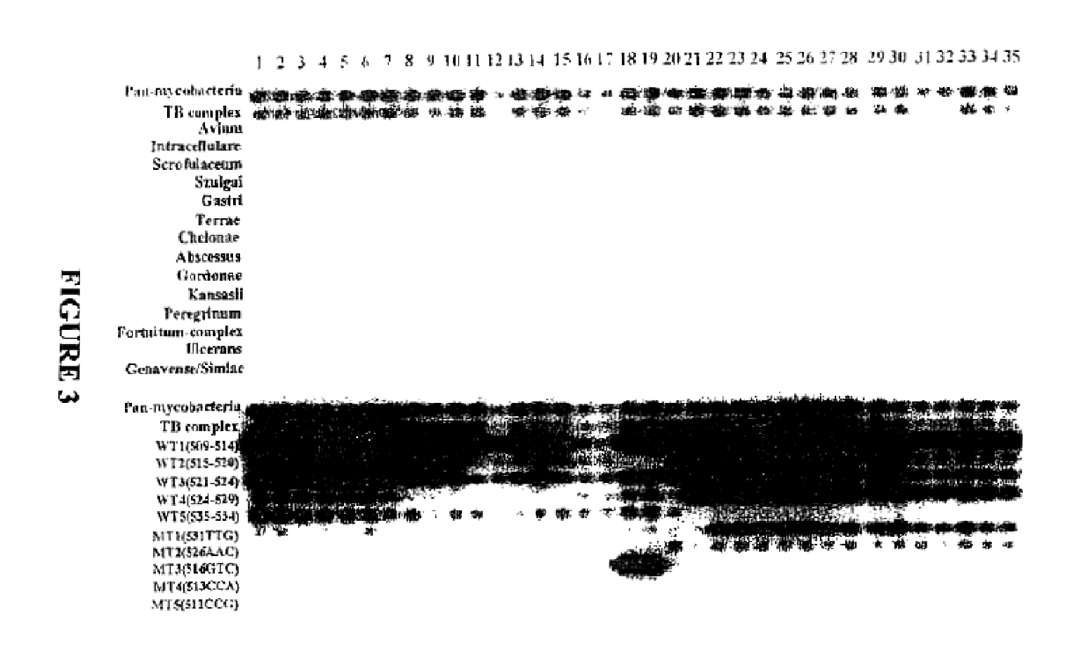Method for identifying mycobacterium tuberculosis and mycobacteria other than tuberculosis, together with detecting resistance to an antituberculosis drug of mycobacteria obtained by mutation of rpob gene