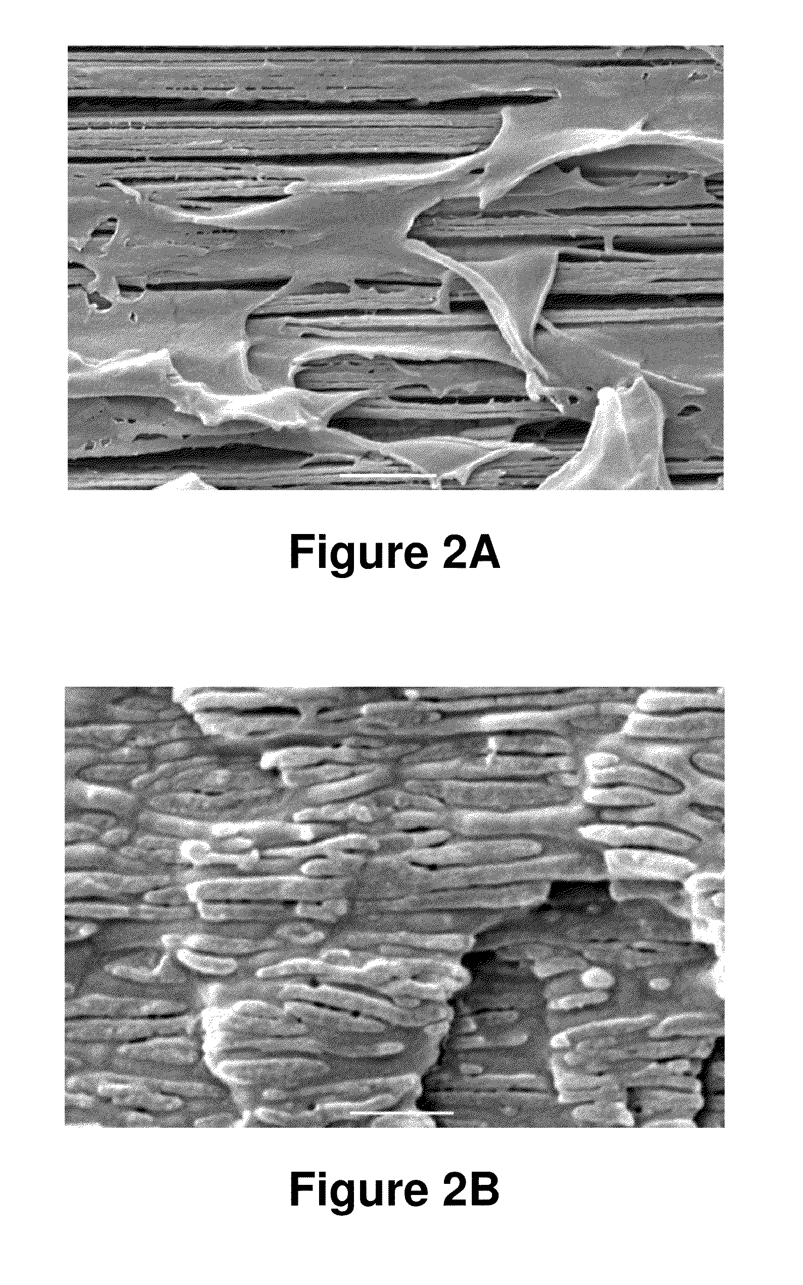 Biodegradable blends and films having nano-structural features