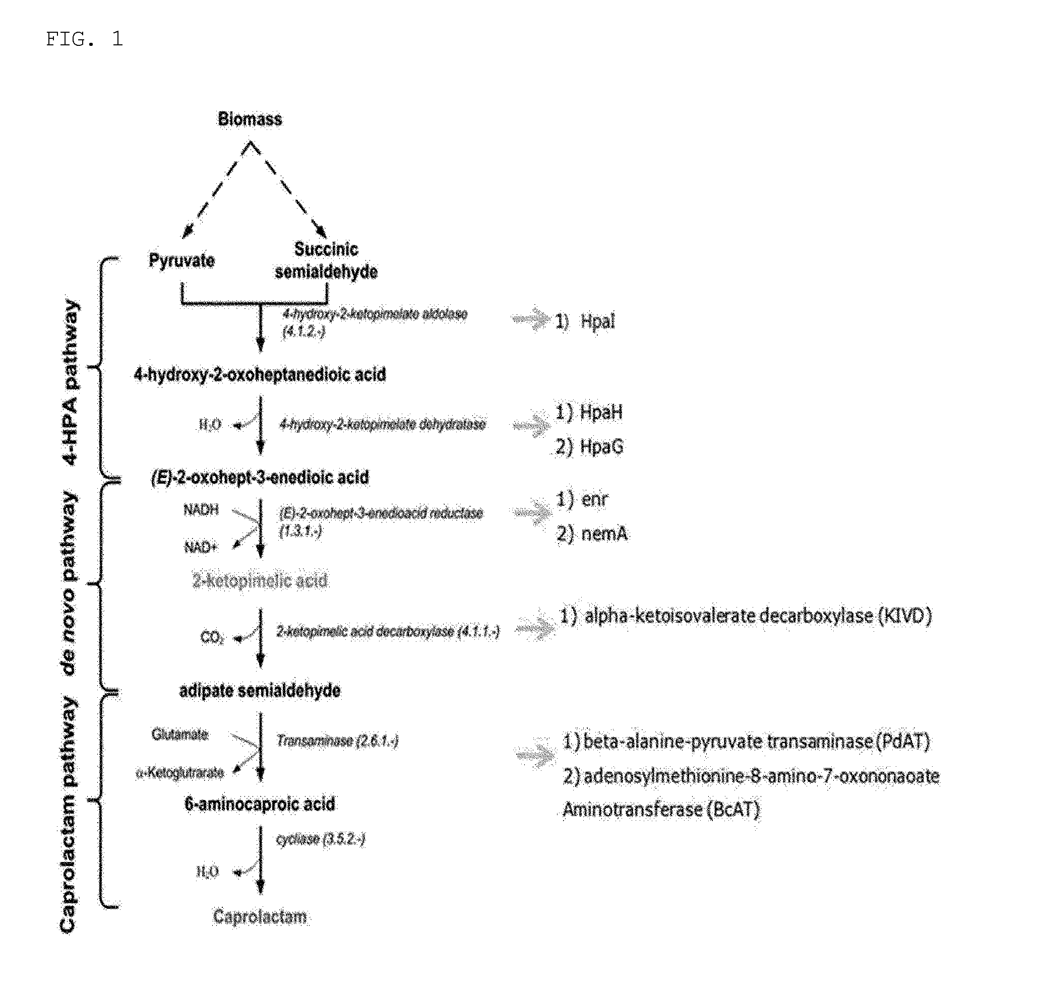 Biological Synthesis of 6-Aminocaproic Acid and Transgenic Microorganism Therefor