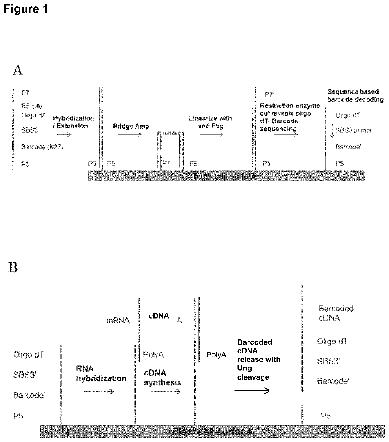 Spatially distinguished, multiplex nucleic acid analysis of biological specimens