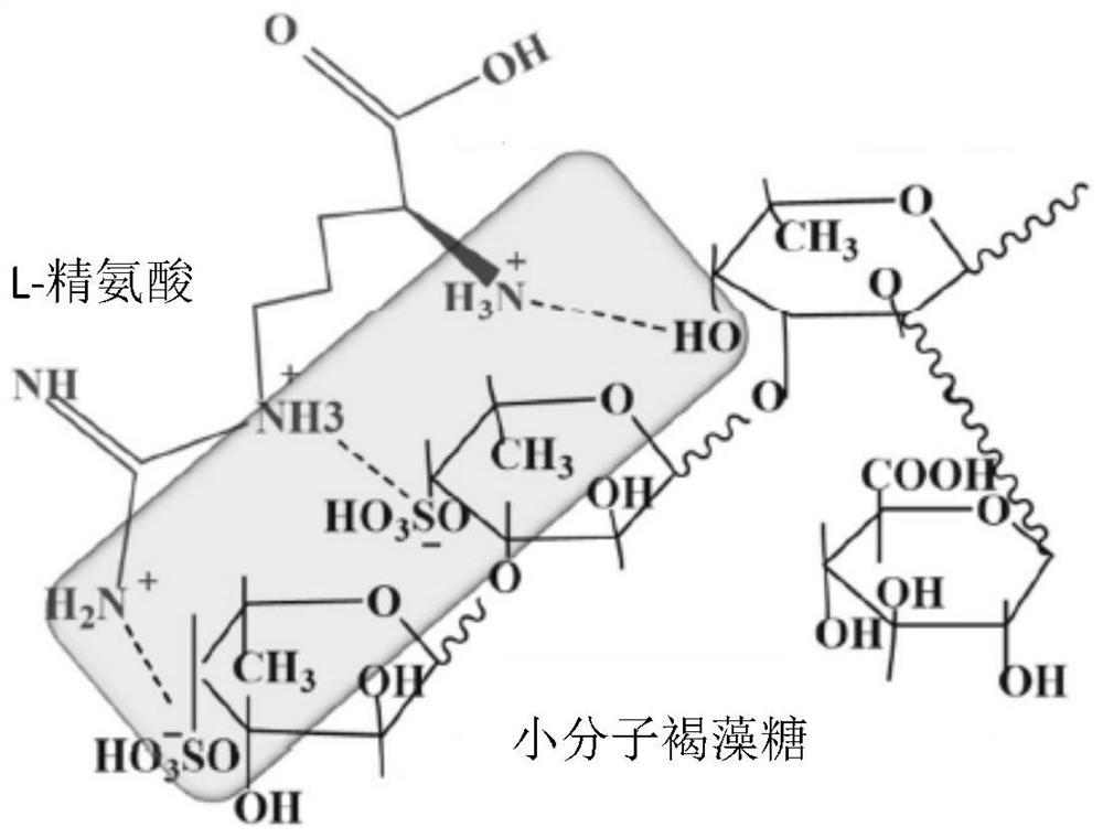 Fucoidan amino acid compound, pharmaceutical application thereof, health food containing fucoidan amino acid compound, cosmetic and fucoidan amino acid medicine compound containing fucoidan amino acid compound