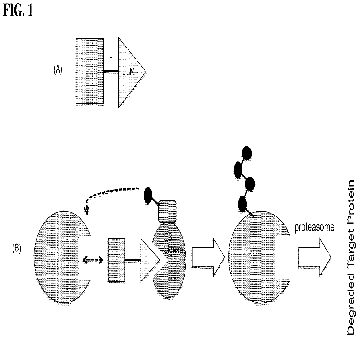 Imide-based modulators of proteolysis and associated methods of use