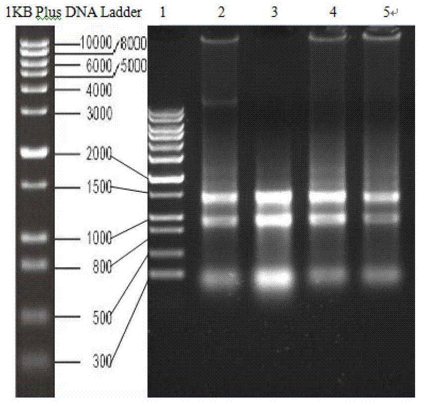 Amphioxus endonuclear protein, and expression gene and application thereof