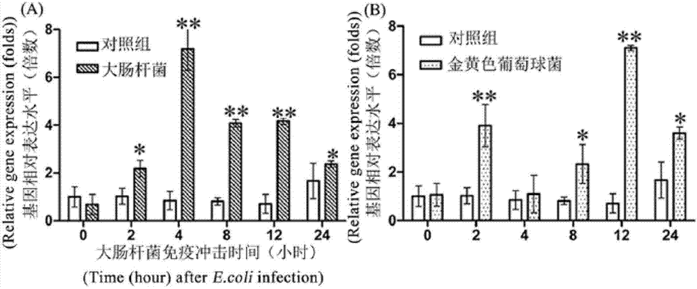 Amphioxus endonuclear protein, and expression gene and application thereof