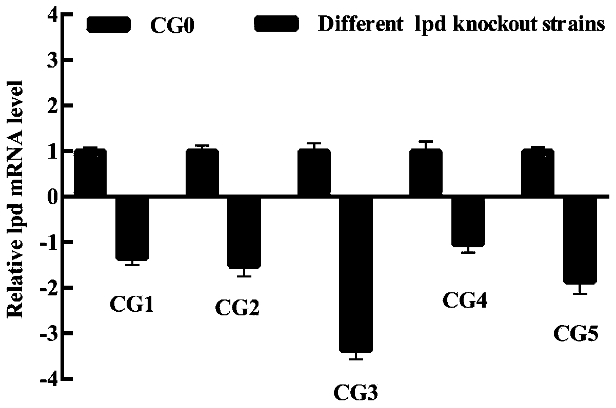Recombinant corynebacterium glutamicum and application thereof in producing L-glutamic acid