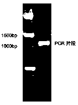 Preparation for producing COVID-19 antibody after oral administration and preparation method of preparation