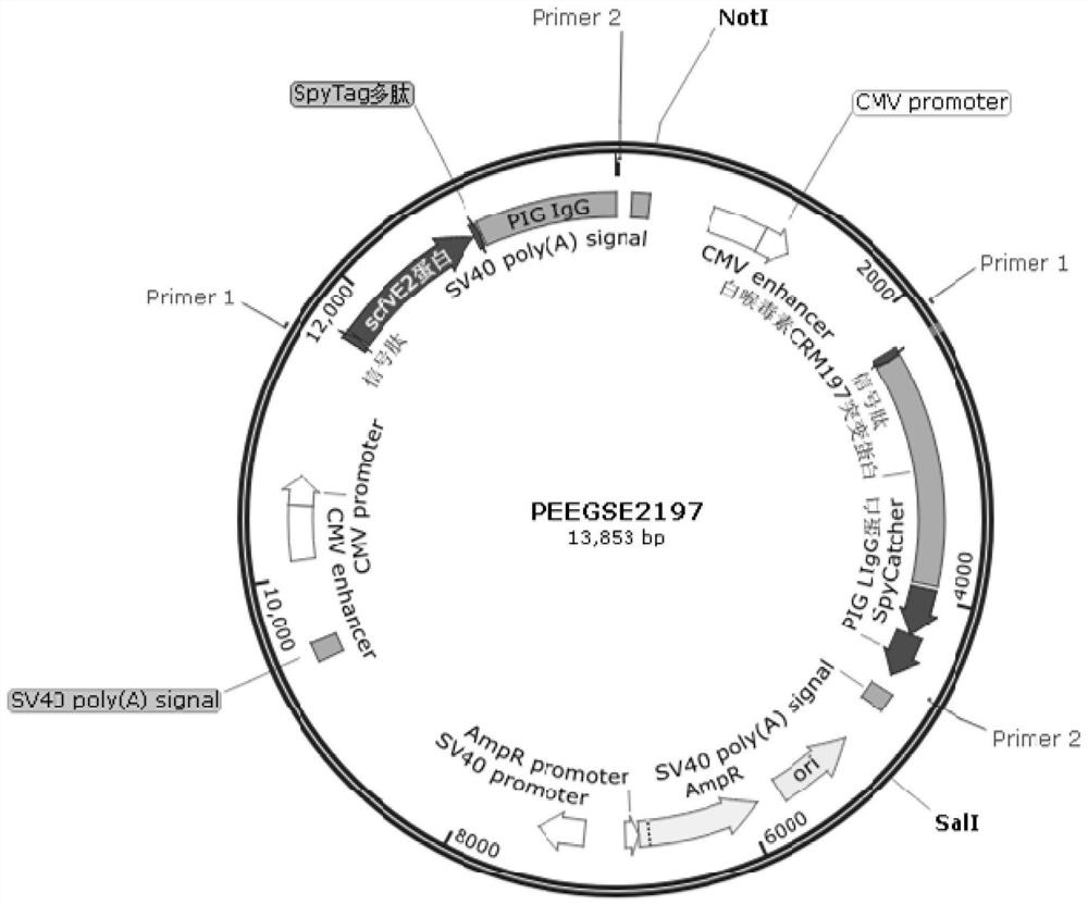 Classical swine fever virus multimer vaccine and preparation method thereof