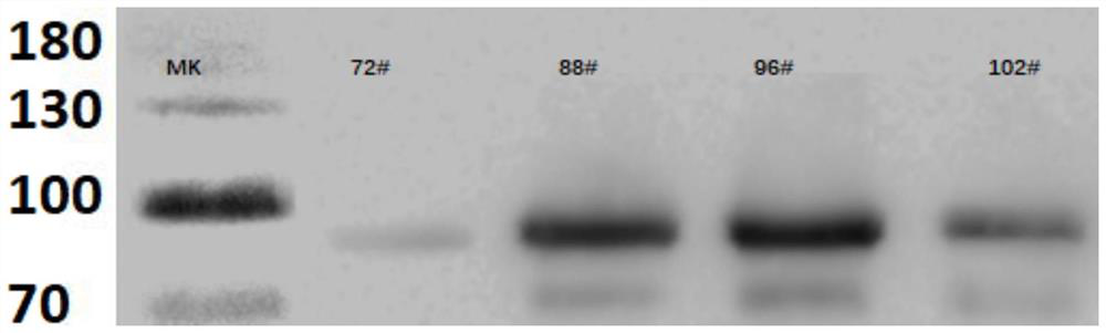 Classical swine fever virus multimer vaccine and preparation method thereof