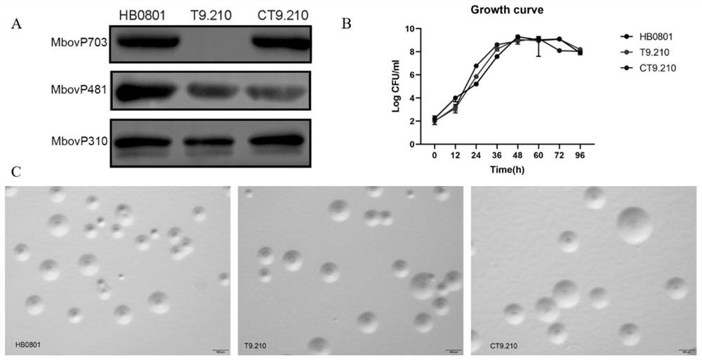 Mycoplasma bovis Mbov0703 gene mutant strain and application thereof