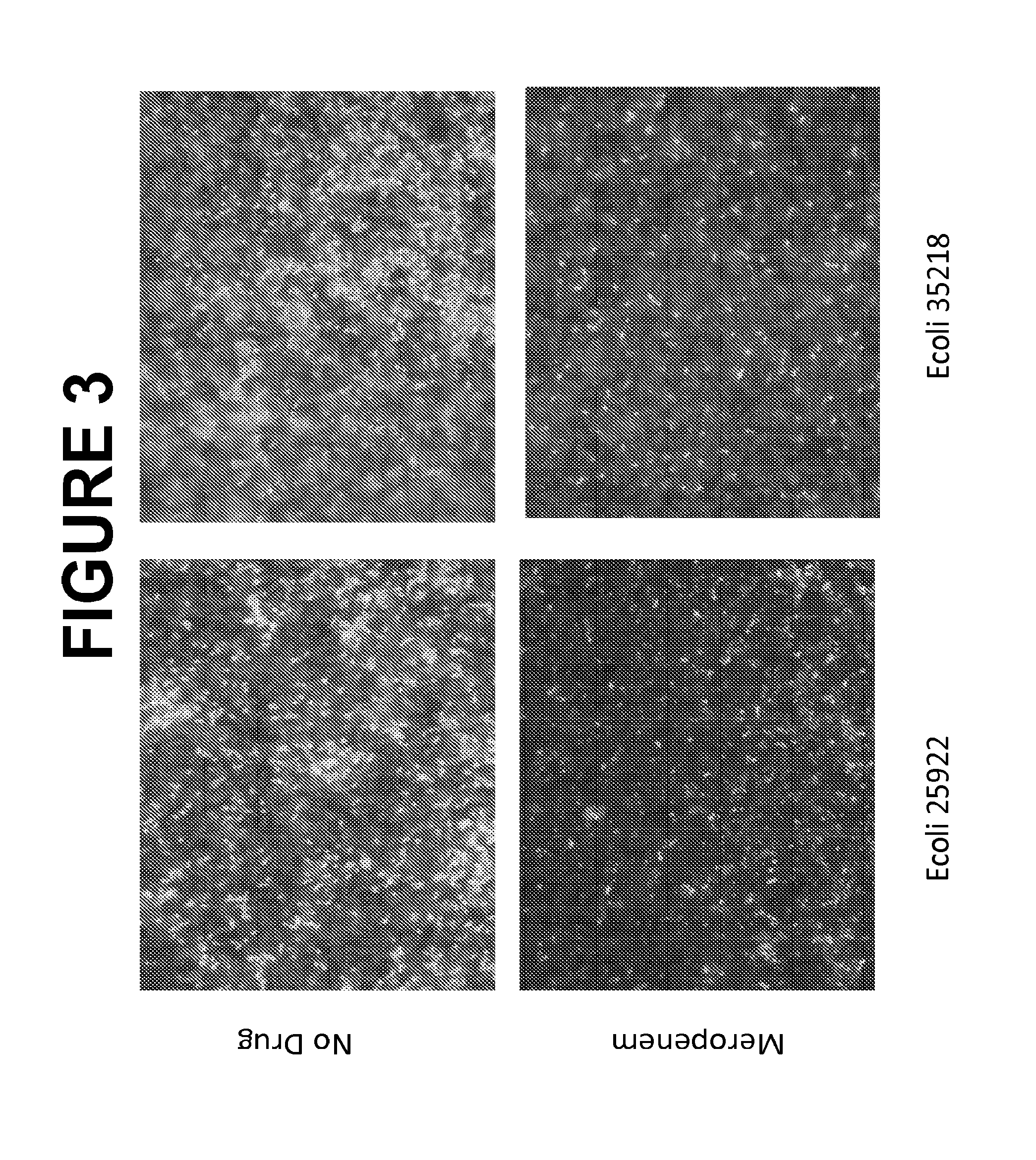 Antimicrobial compound susceptibility test