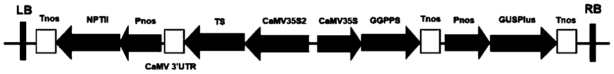 Plant expression vector for synthesizing taxadiene, strain DZGGPPSTS, dioscorea zingiberensis and preparation method therefor