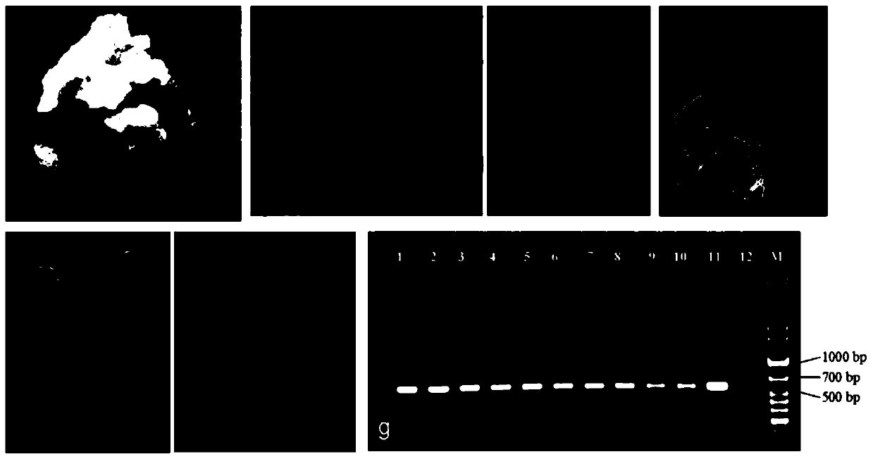 Plant expression vector for synthesizing taxadiene, strain DZGGPPSTS, dioscorea zingiberensis and preparation method therefor