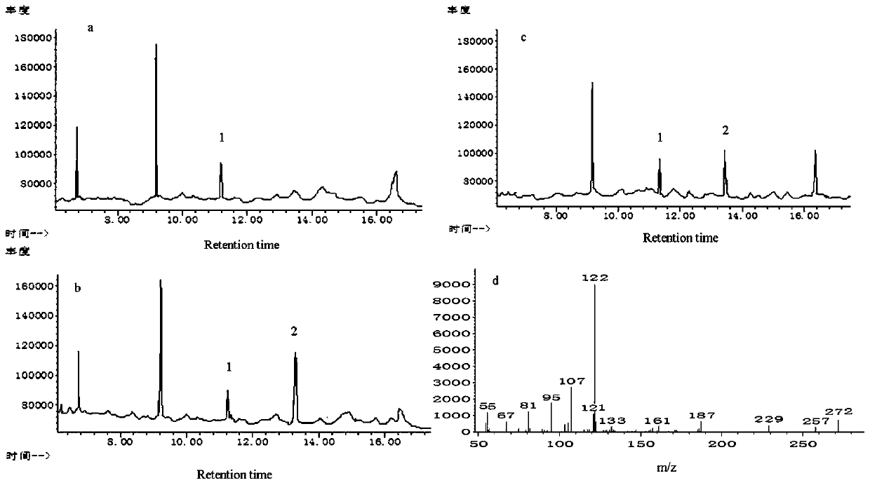 Plant expression vector for synthesizing taxadiene, strain DZGGPPSTS, dioscorea zingiberensis and preparation method therefor