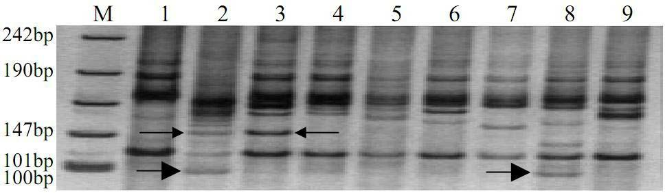 Specific molecular markers for 1R-7R chromosomes of rye based on rye EST (expressed sequence tag) sequence and application of specific molecular markers