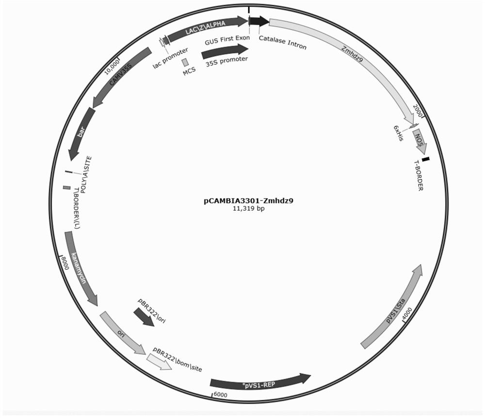 Corn drought-resistant transcription factor gene Zmhdz9 and application thereof