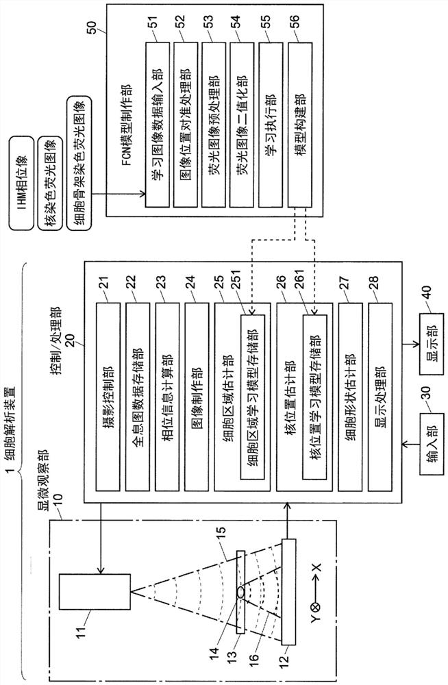 Cell image analysis method and cell image analysis device
