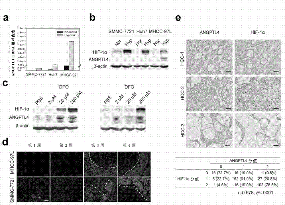 Angptl4 as a marker for hypoxia detection and its application