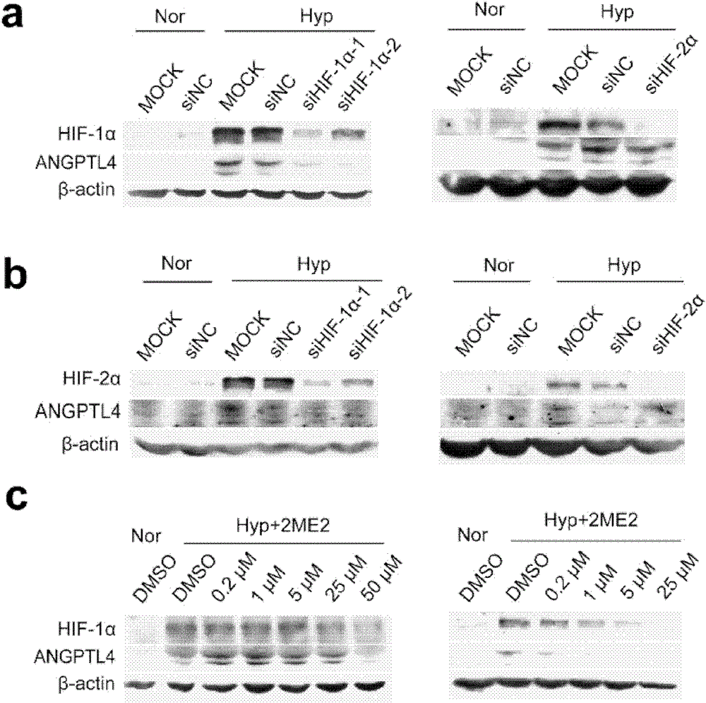 Angptl4 as a marker for hypoxia detection and its application