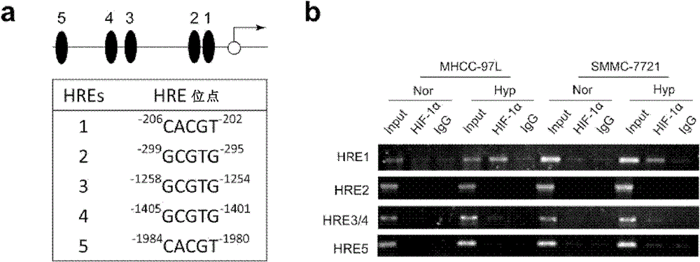 Angptl4 as a marker for hypoxia detection and its application