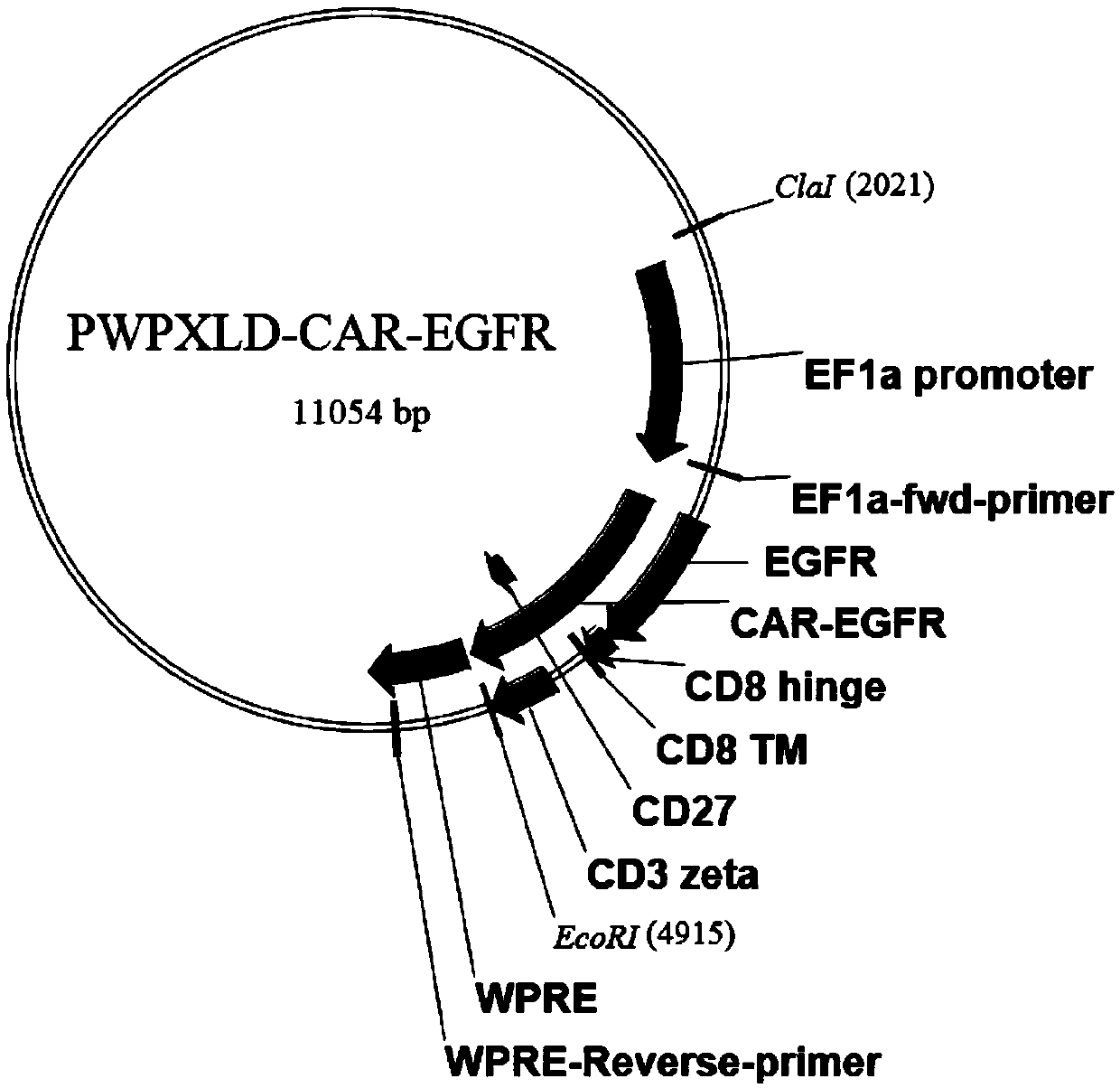 Chimeric antigen receptor (CAR) targeting epidermal growth factor receptor (EGFR), CAR-T cells targeting EGFR, preparation method of CAR-T cells, and application of CAR and CAR-T cells