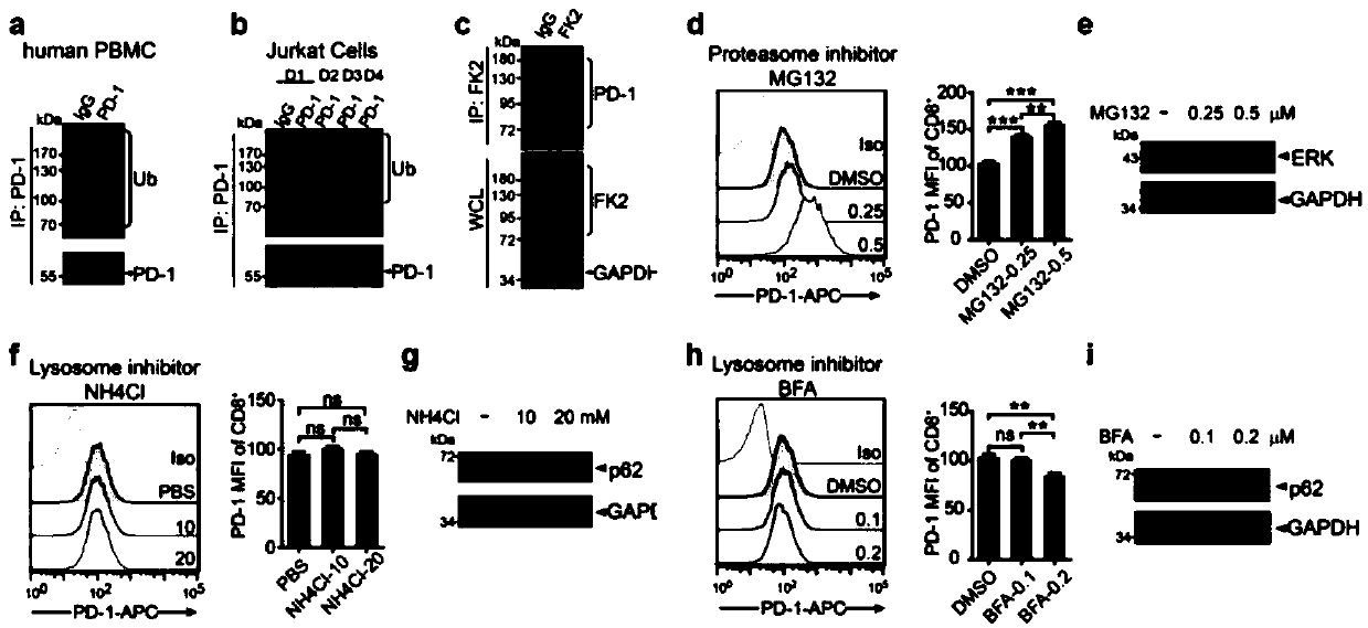 Function and application of PD-1 ubiquitination agonist